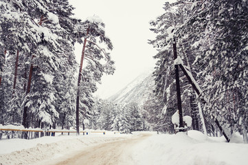Road in the winter forest after snowfall.