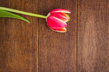 View of a beautiful red flower