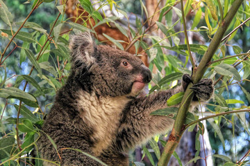 Koala resting on a tree branch © NuFa Studio