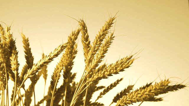 Ears of ripe golden wheat against the backdrop of a golden sky. Slow motion 