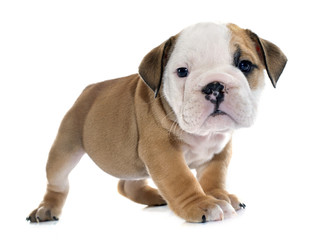 puppy english bulldog
