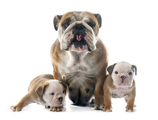 family english bulldog