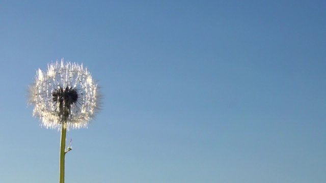 The wind blows away dandelion seeds. Slow motion 240 fps.