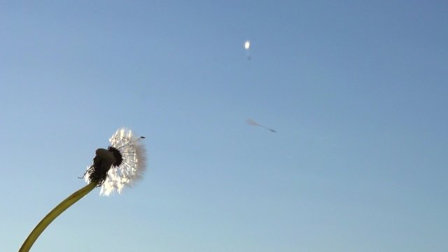 Dandelion seeds blown up by the wind. Slow motion
