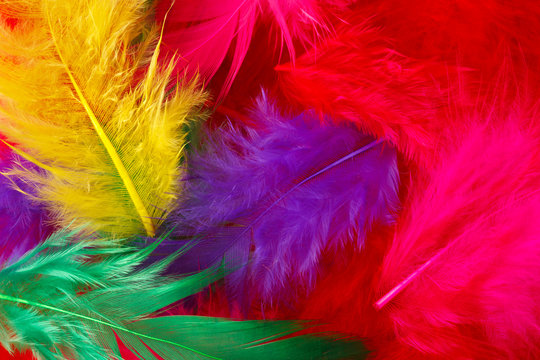 2,788,802 BEST Feathers IMAGES, STOCK PHOTOS & VECTORS | Adobe Stock