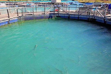 Salmon Fish farm floating on the glacial waters of Wairepo Arm, Twizel, South Island, New Zealand