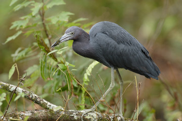 Little Blue Heron (Egretta caerulea)