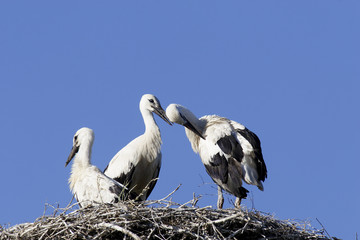 White Stork (Ciconia ciconia)