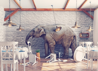 Fototapeta premium The elephant in a restaurant