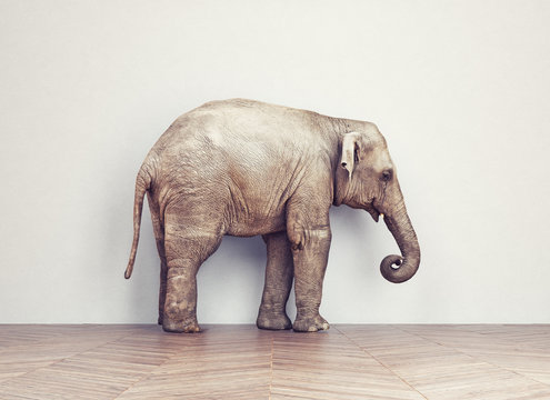 Fototapeta  elephant calm in the room