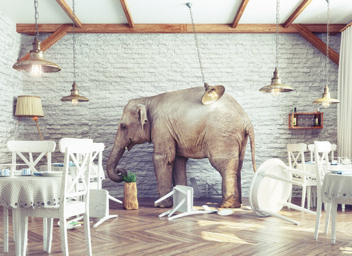 elephant calm in a restaurant interior