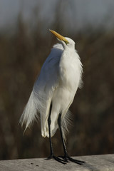  Great egret,(Ardea alba) 