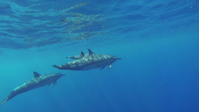 Three Swimming Dolphins in Hawaii Underwater Shoot