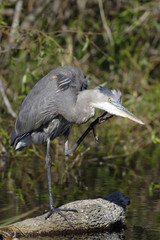 Great Blue Heron (Ardea herodias)