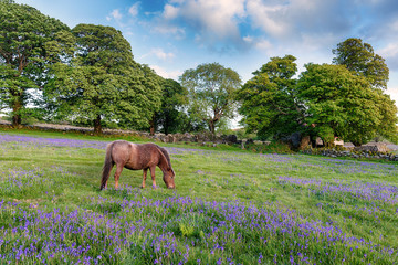 Naklejka premium Dartmoor Pony