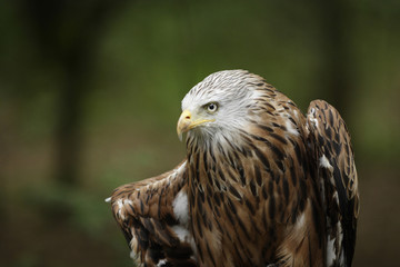Red kite (Milvus milvus)
