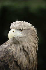 Bald eagle (Haliaeetus leucocephalus)
