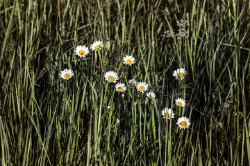 Chamomile flowers