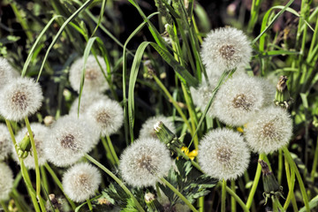 Spring dandelions