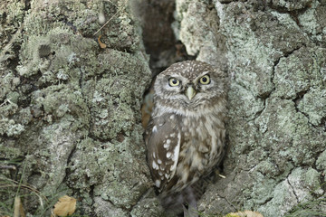 Pigmy Owl (Glaucidium passerinum) 