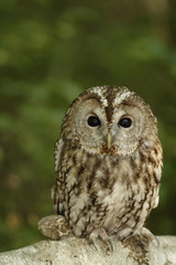 Tengmalms owl (Aegolius funereus)