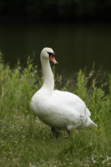 Mute Swans (Cygnus olor)