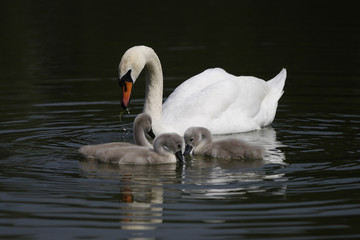 Mute Swans (Cygnus olor)