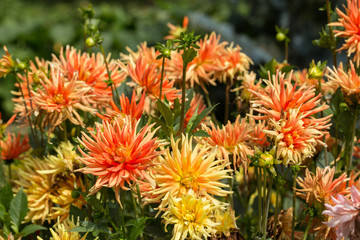 Close up of orange and yellow  dahlia flowers in garden