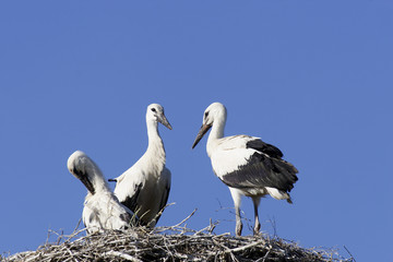 White Stork (Ciconia ciconia)