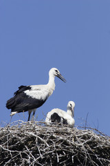 White Stork (Ciconia ciconia)