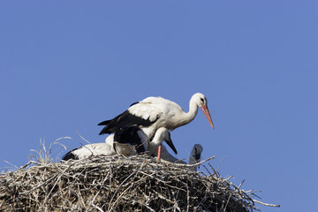 White Stork (Ciconia ciconia)