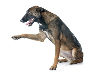 belgian shepherd dog