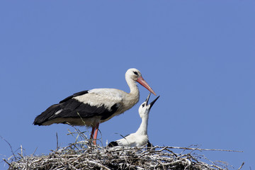 Fototapeta premium White Stork (Ciconia ciconia)