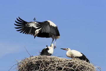 White Stork (Ciconia ciconia)