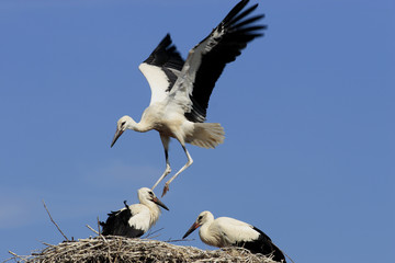 White Stork (Ciconia ciconia)