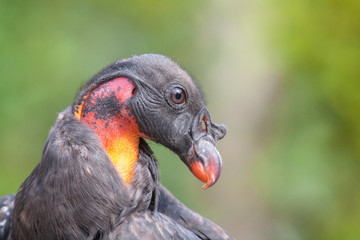 Tête de condor des Andes - Vultur gryphus - en gros plan