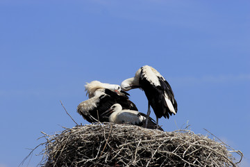 White Stork (Ciconia ciconia)