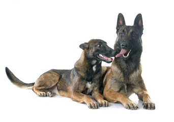 belgian shepherd dogs
