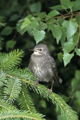 Spotless Starling (Sturnus unicolor)juvenil
