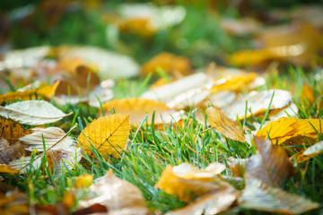 colorful autumn leaves