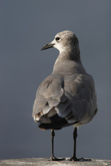  	Laughing Gulls / (Larus atricilla) ,juvenil