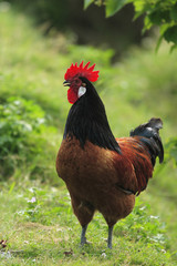 Chicken