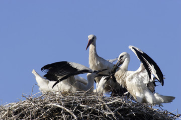 White Stork (Ciconia ciconia)