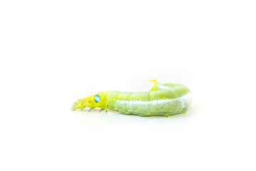 Isolate of green caterpillar crawling on the white background