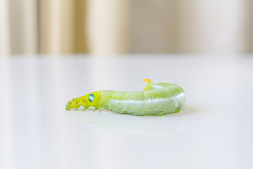 the green caterpillar crawling on the mirror floor  with the curtain background