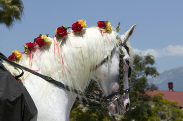 Horse's mane with flowers during opening day parade down State Street, Santa Barbara, CA, Old...