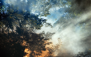 Smoke from a forest fire rises through the trees. Sunlight filters through the haze.