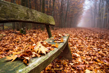 Wooden bench in the foggy forest in Luxembourg
