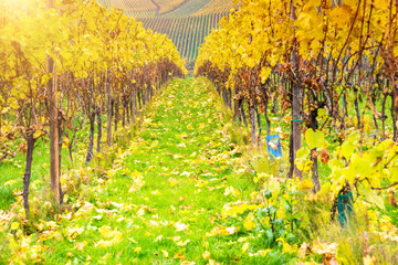 Naklejka premium Vineyard