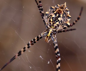 Great argiope spider in foreground